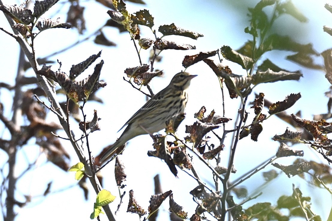 Tree Pipit - ML642473713