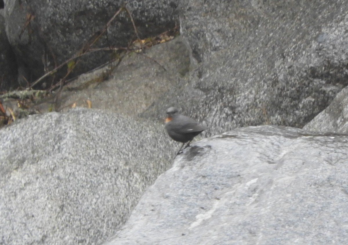 Rufous-throated Dipper - ML642473714