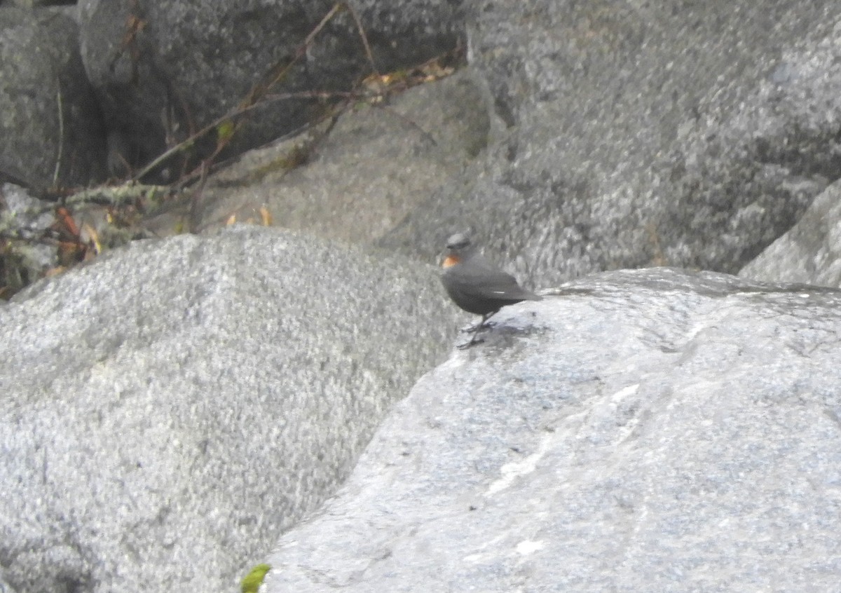 Rufous-throated Dipper - ML642473715