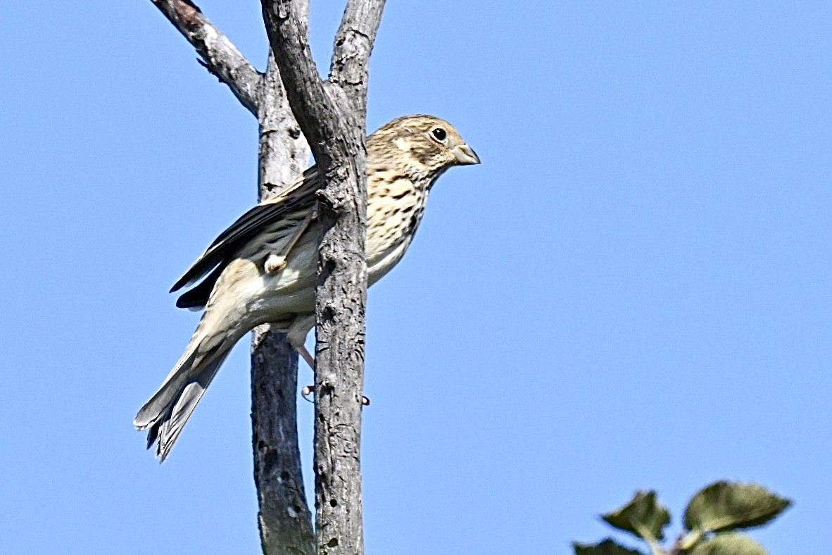 Corn Bunting - ML642473717