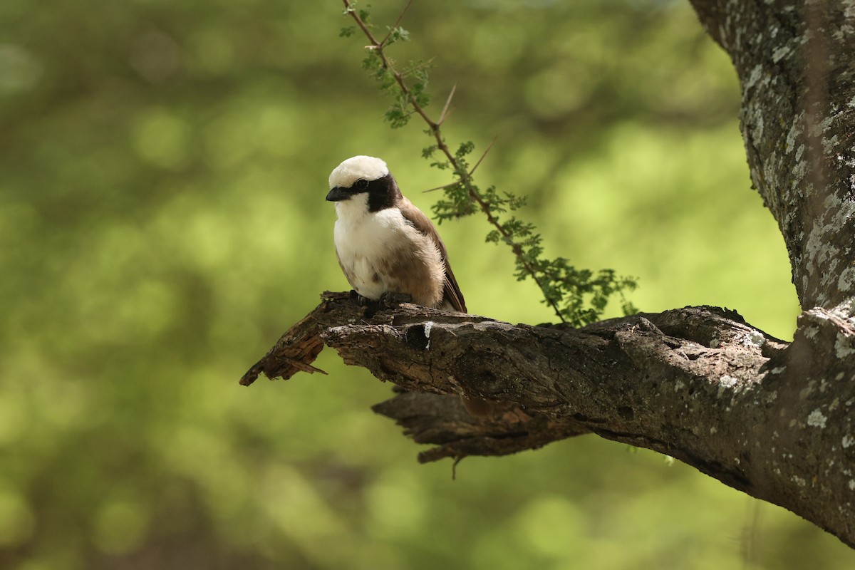 White-rumped Shrike - ML642473721