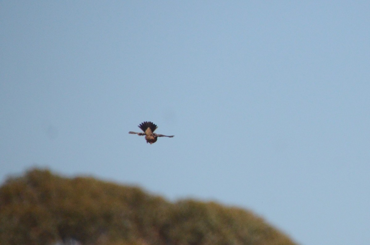Cape Clapper Lark - ML642473730
