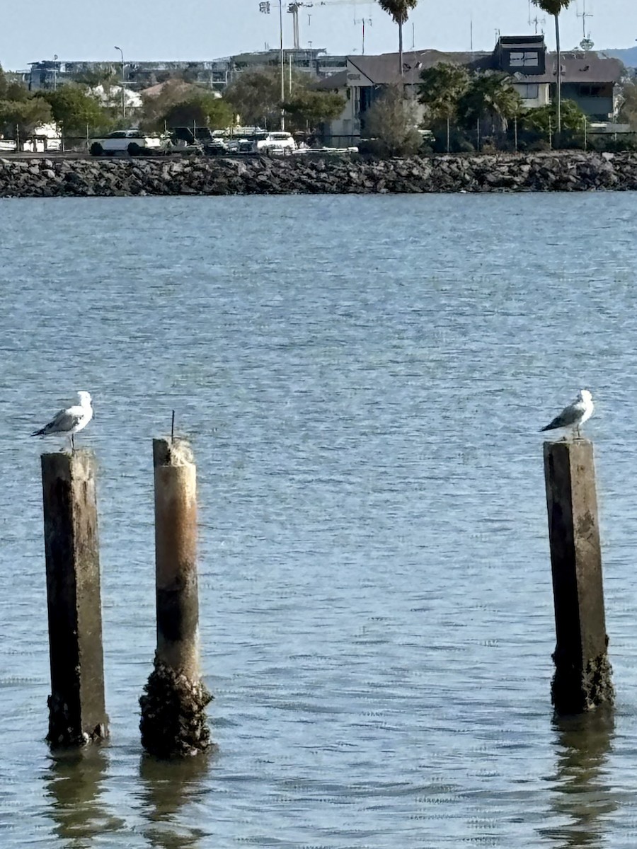 Silver Gull - ML642473736