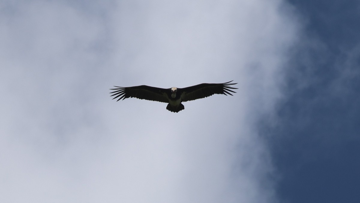 White-headed Vulture - ML642473741