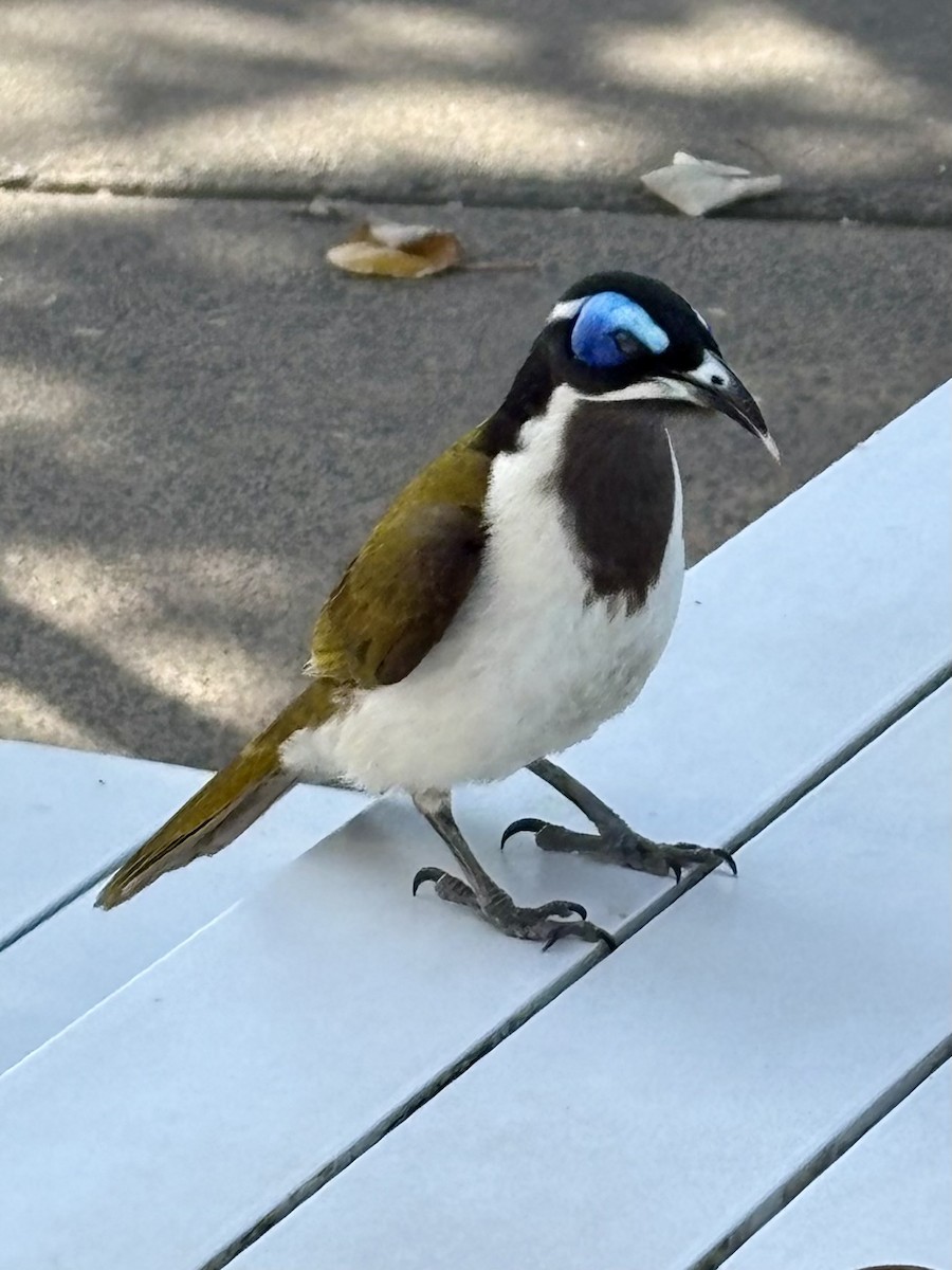 Blue-faced Honeyeater - ML642473742