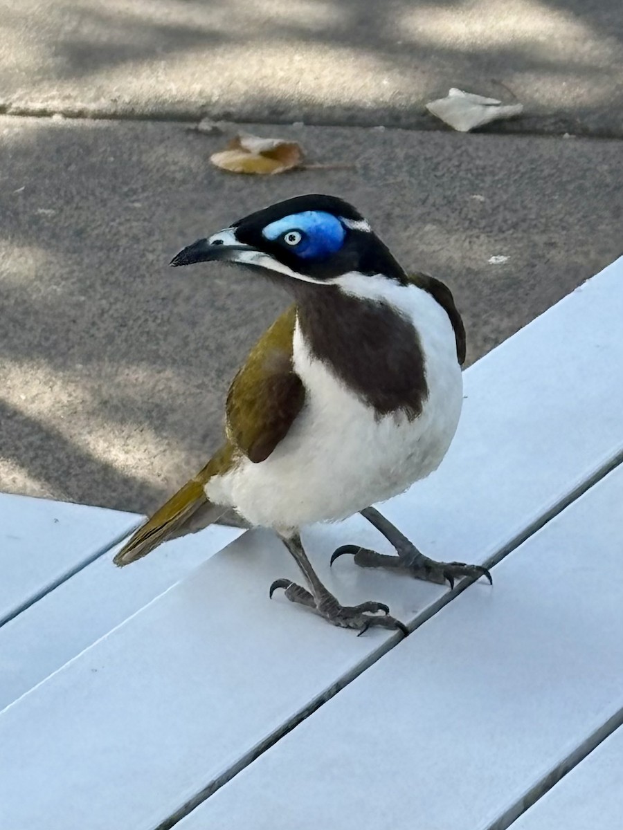 Blue-faced Honeyeater - ML642473744