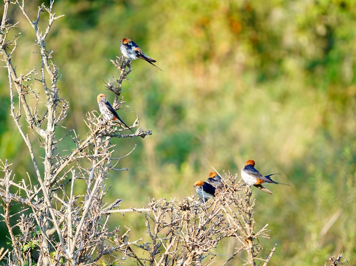 Lesser Striped Swallow - ML642473745