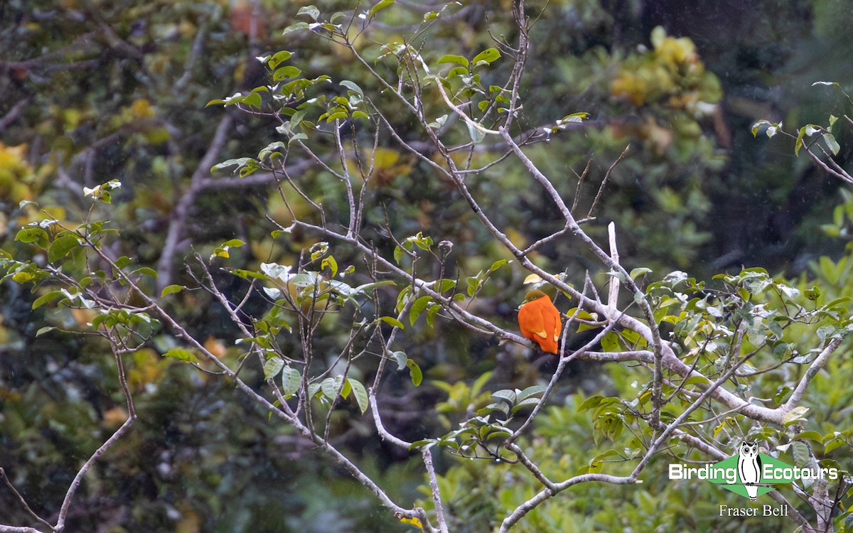 Orange Dove - ML642473748