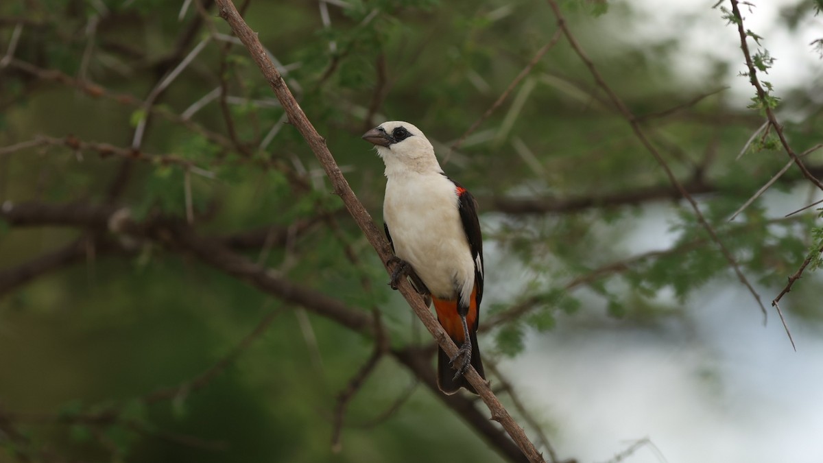 White-headed Buffalo-Weaver - ML642473756