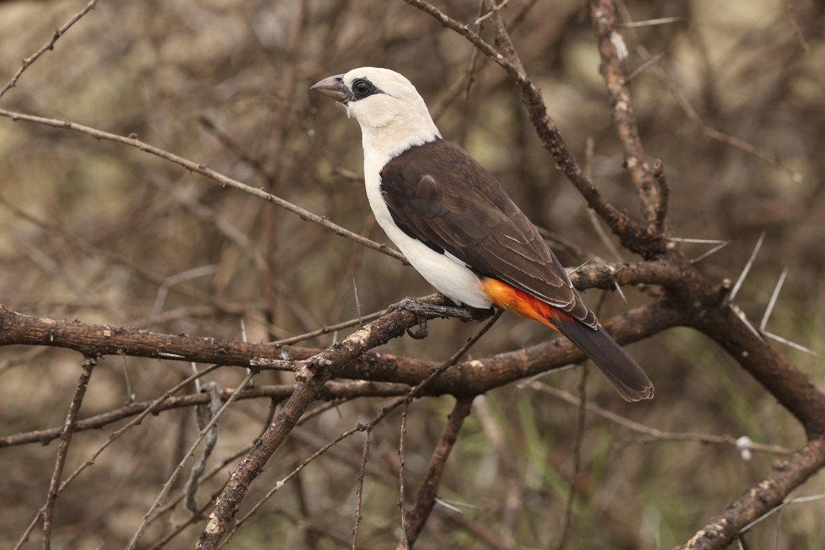 White-headed Buffalo-Weaver - ML642473760