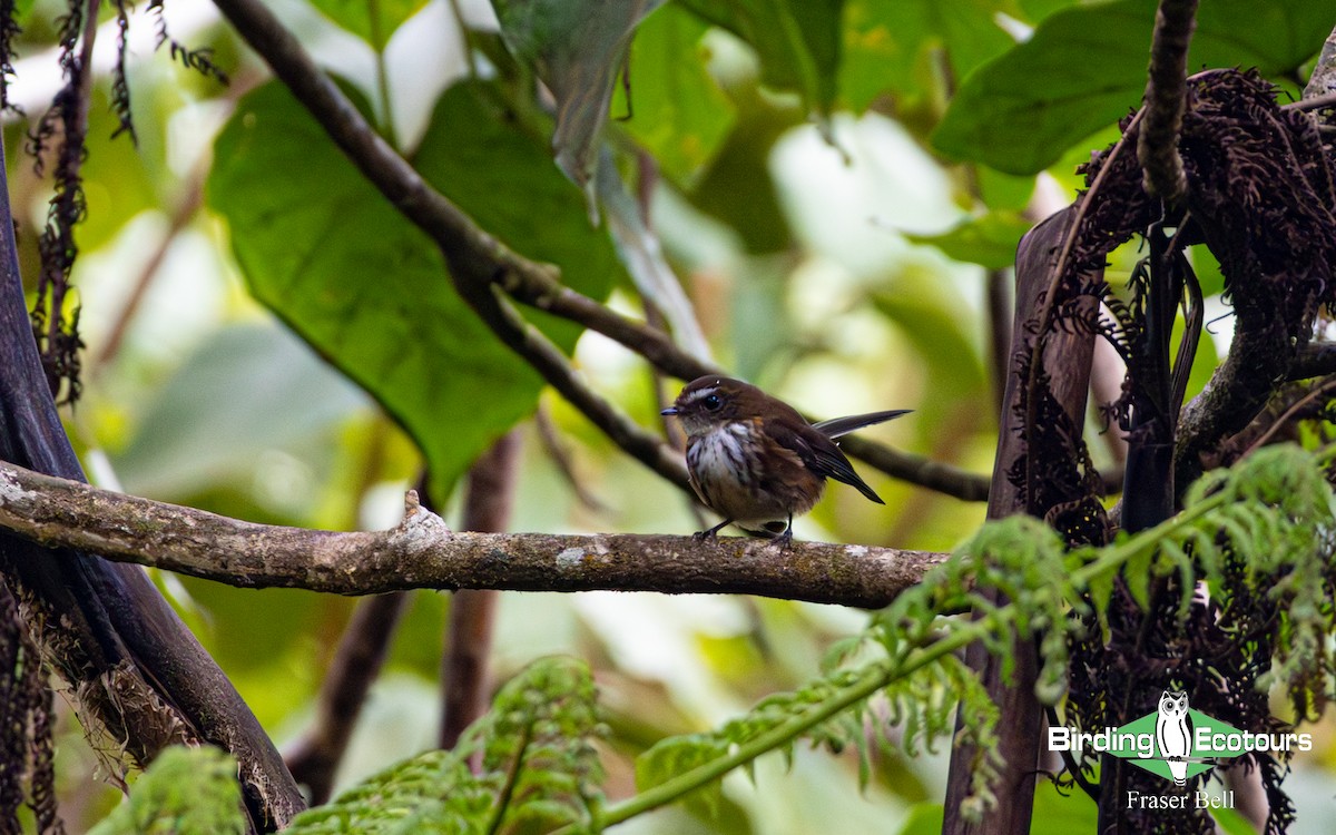 Fiji Streaked Fantail - ML642473761
