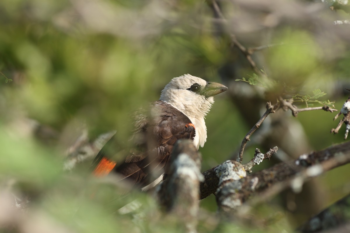 White-headed Buffalo-Weaver - ML642473763