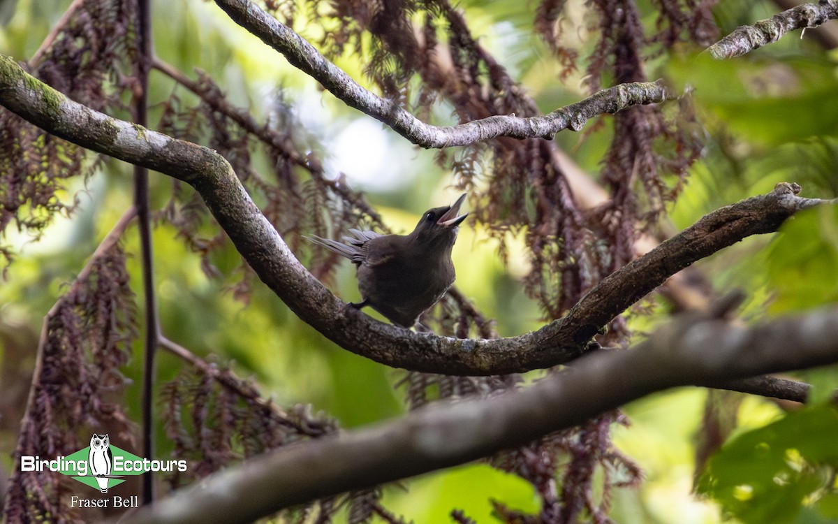 Fiji Shrikebill - ML642473765