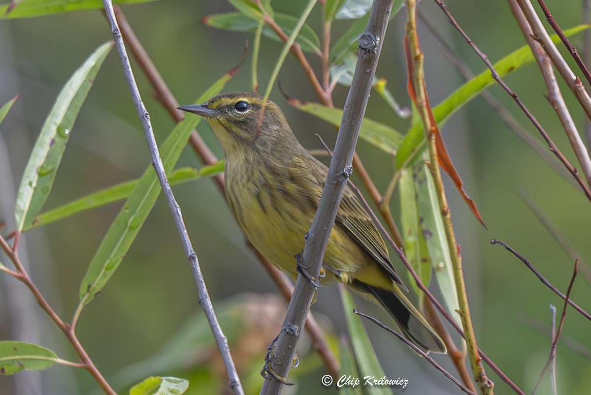 Palm Warbler - ML642473767