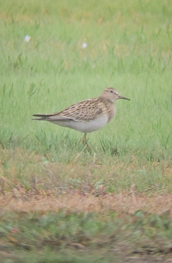 アメリカウズラシギ - ML642473780