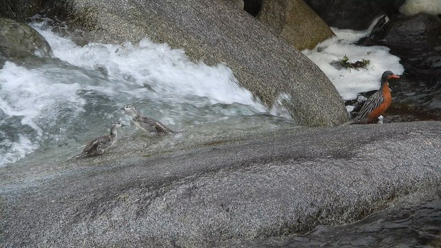 Torrent Duck - ML642473782