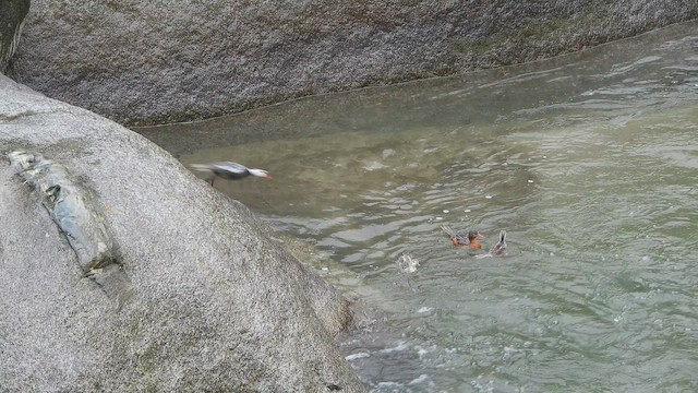 Torrent Duck - ML642473783