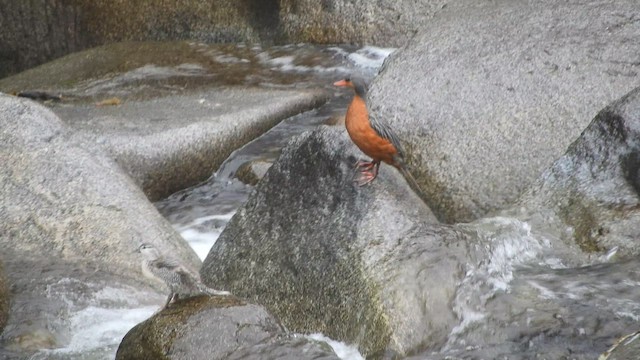 Torrent Duck - ML642473796