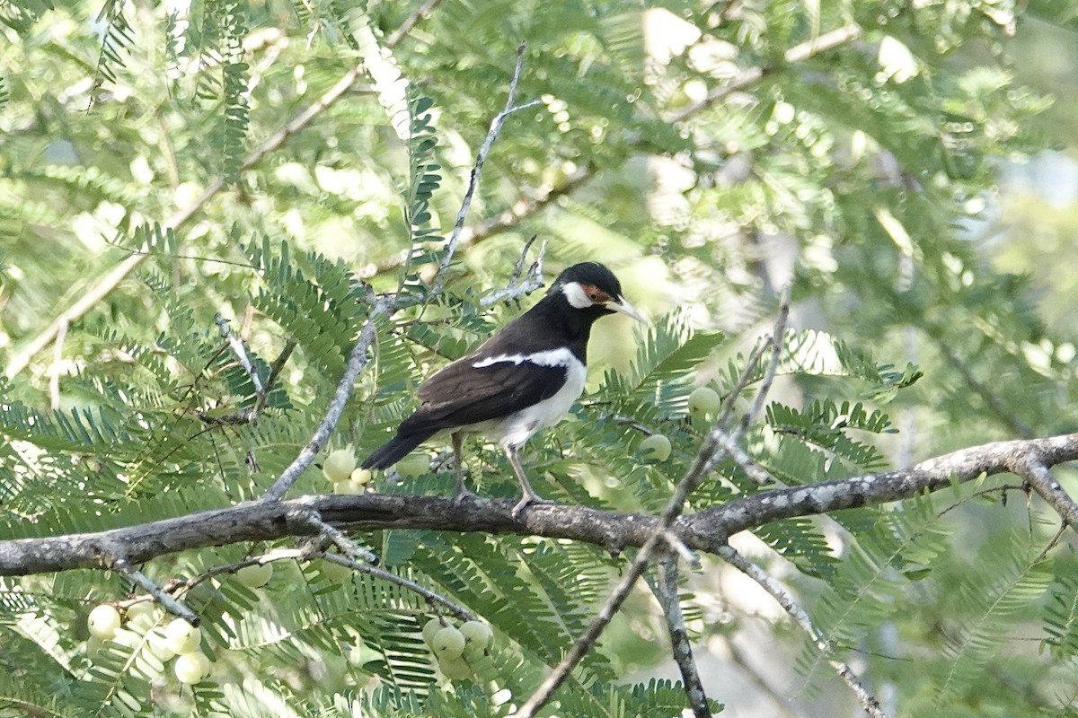 Javan Pied Starling - ML642473821