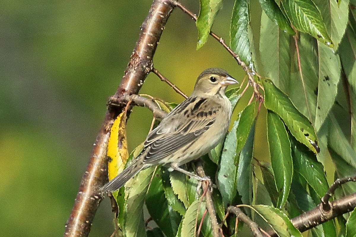 Dickcissel - ML642473848