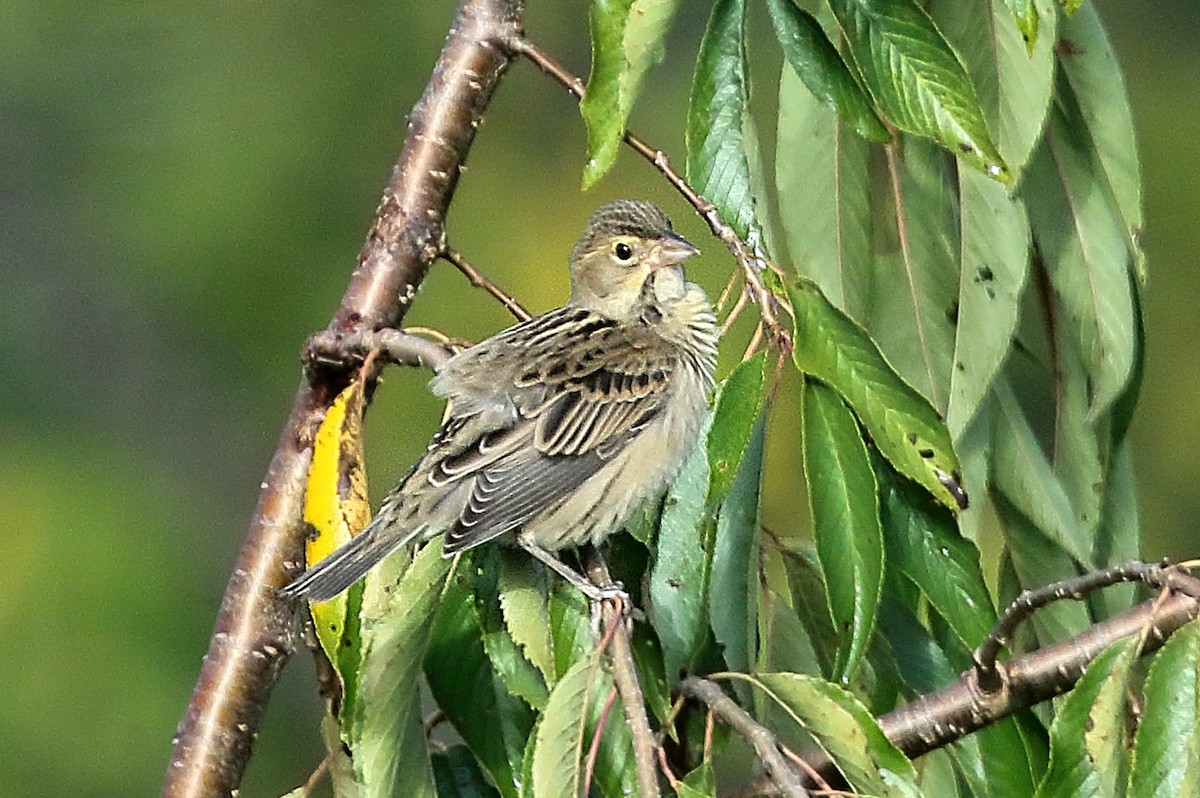 Dickcissel - ML642473850