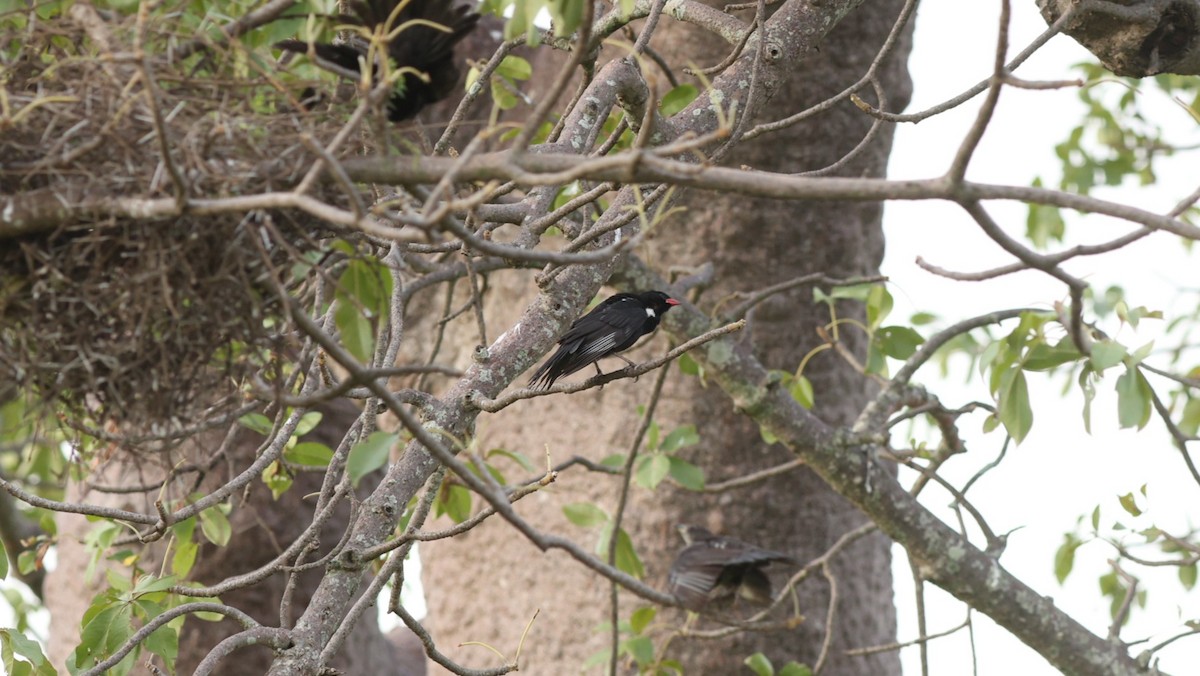Red-billed Buffalo-Weaver - ML642473861