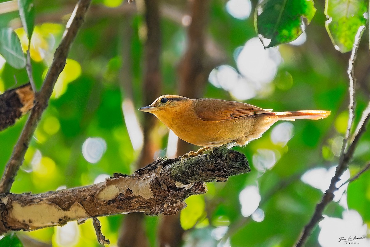 Ochre-breasted Foliage-gleaner - ML642473865