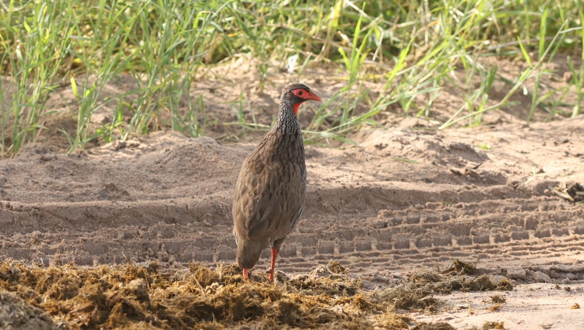 アカノドシャコ - ML642473869