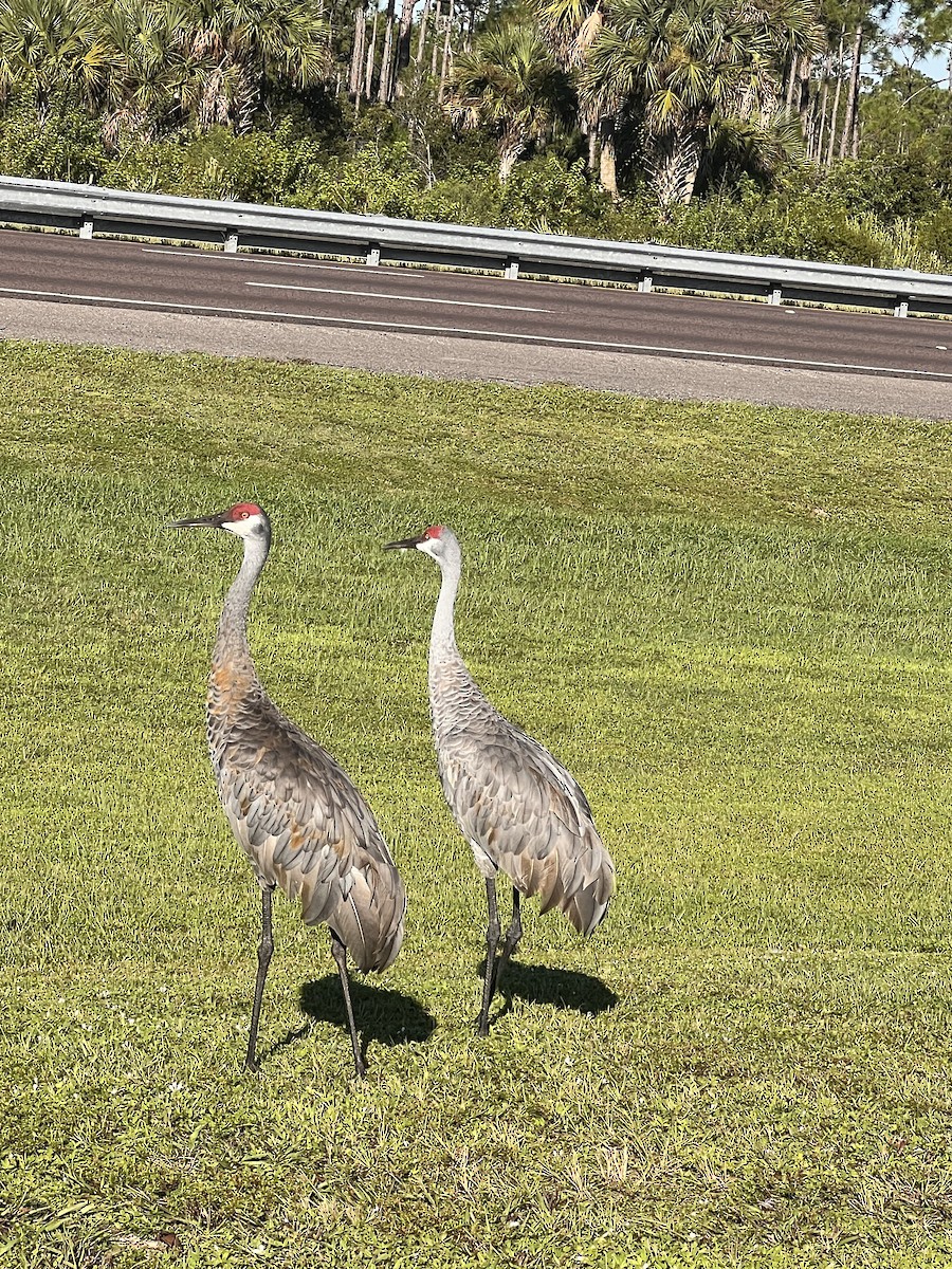 Sandhill Crane - ML642473897
