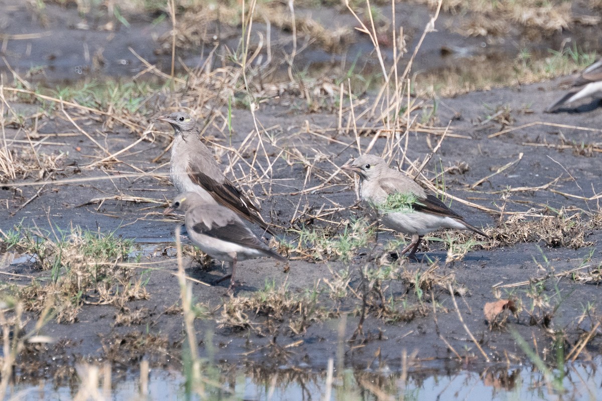 Wattled Starling - ML642473900