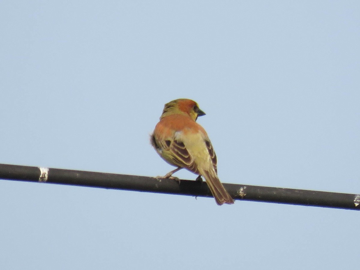 Moineau flavéole - ML642473901