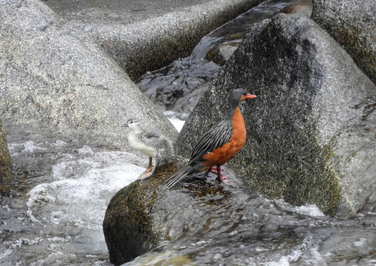 Torrent Duck - ML642473903