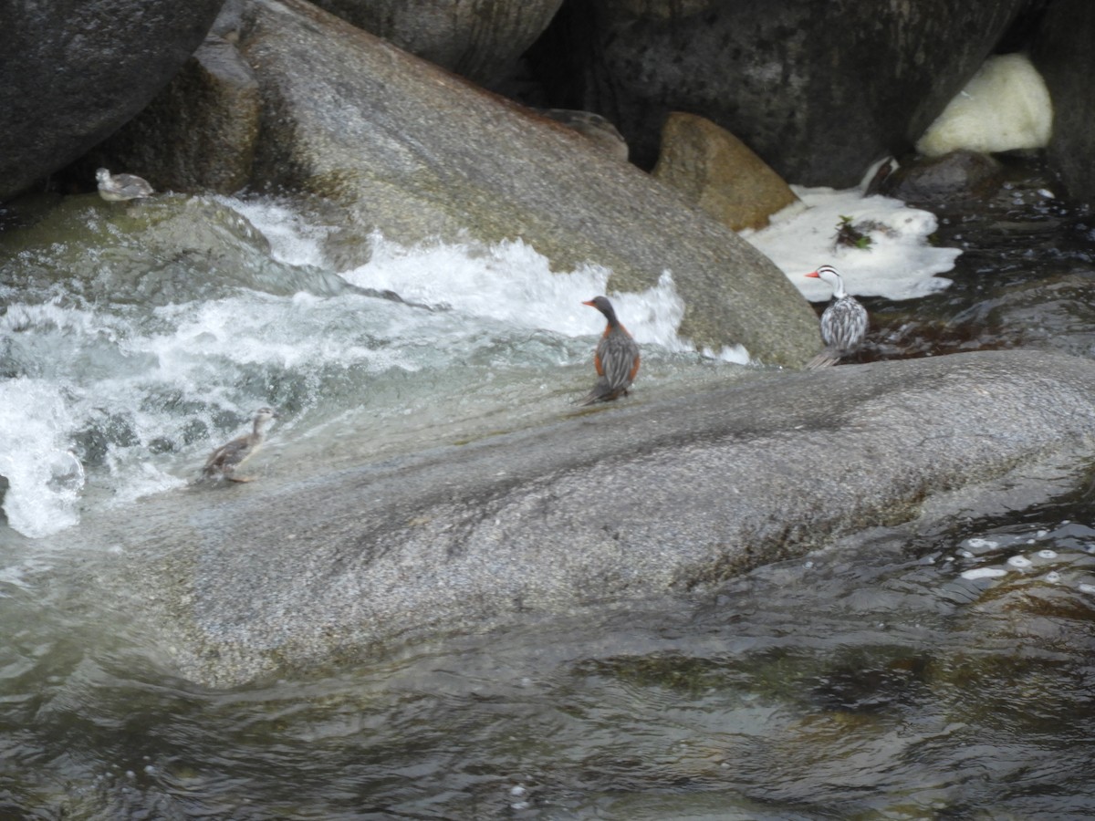 Torrent Duck - ML642473904