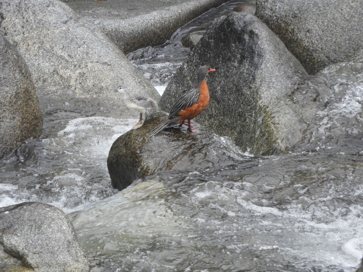 Torrent Duck - ML642473906