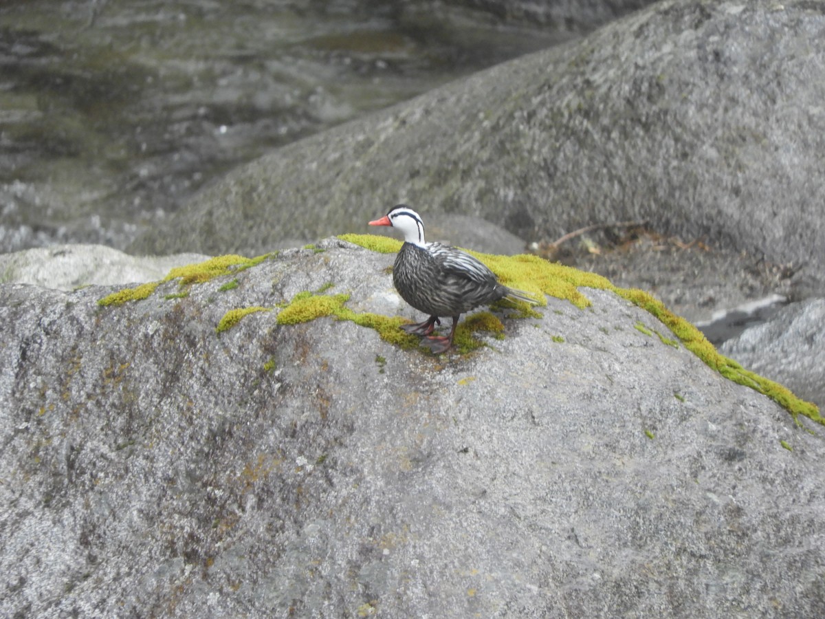 Torrent Duck - ML642473908