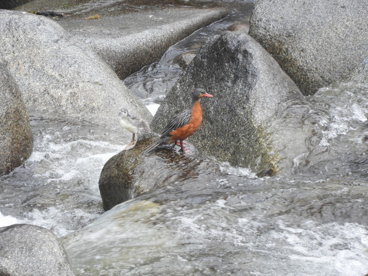 Torrent Duck - ML642473909