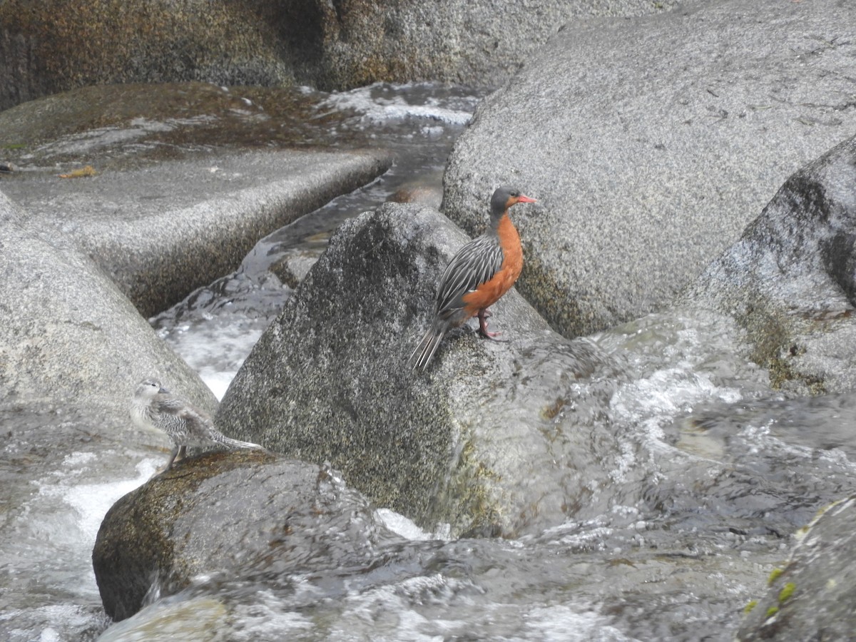 Torrent Duck - ML642473910