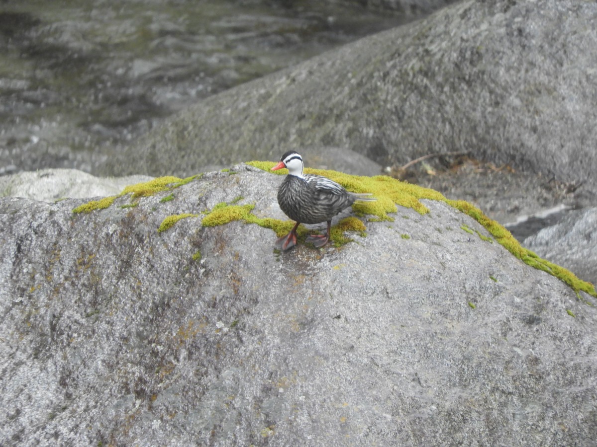 Torrent Duck - ML642473911