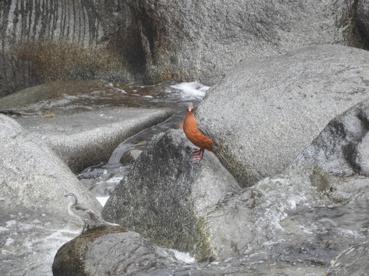 Torrent Duck - ML642473912