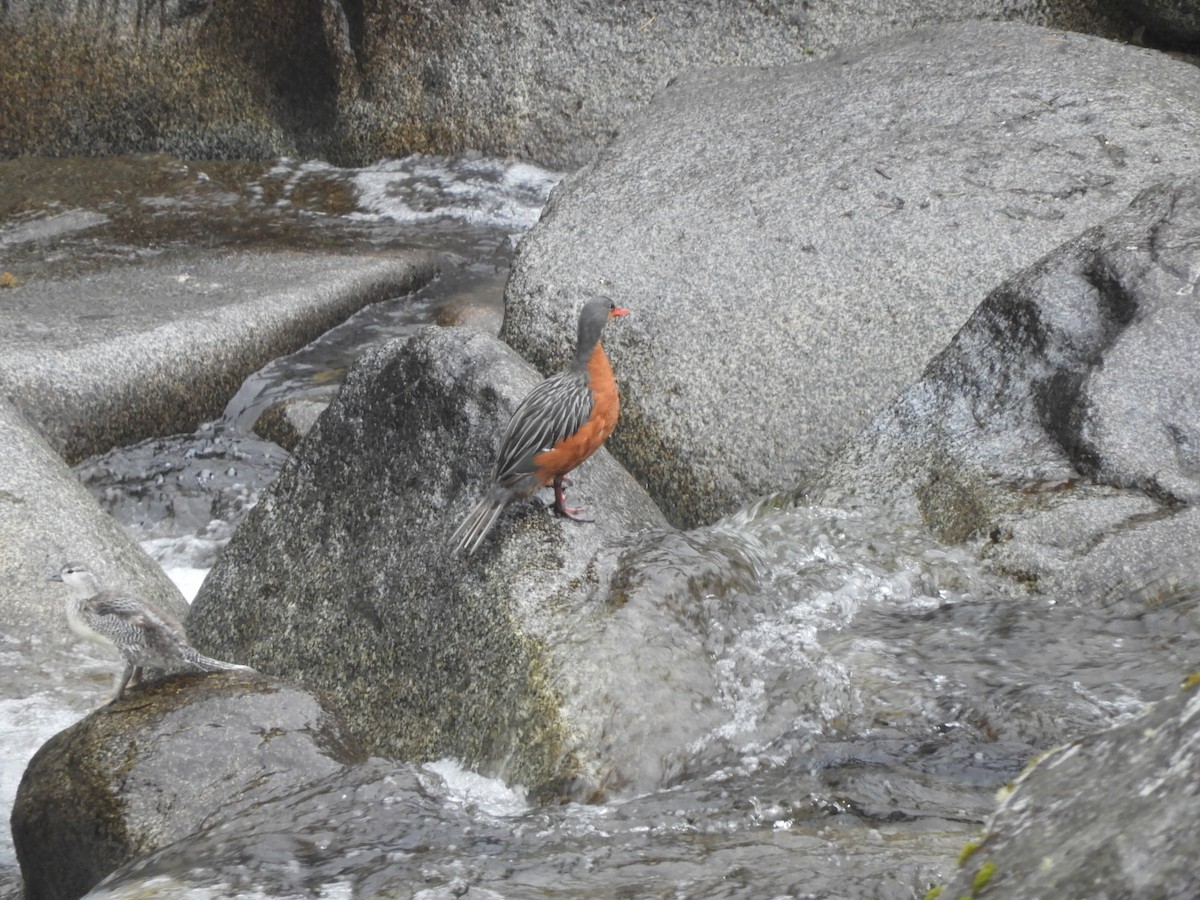 Torrent Duck - ML642473913