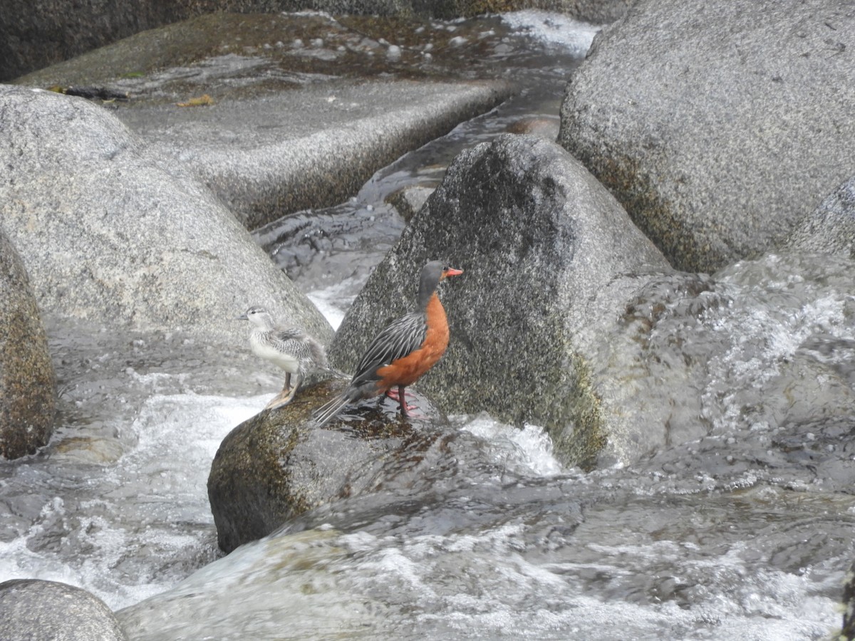 Torrent Duck - ML642473914
