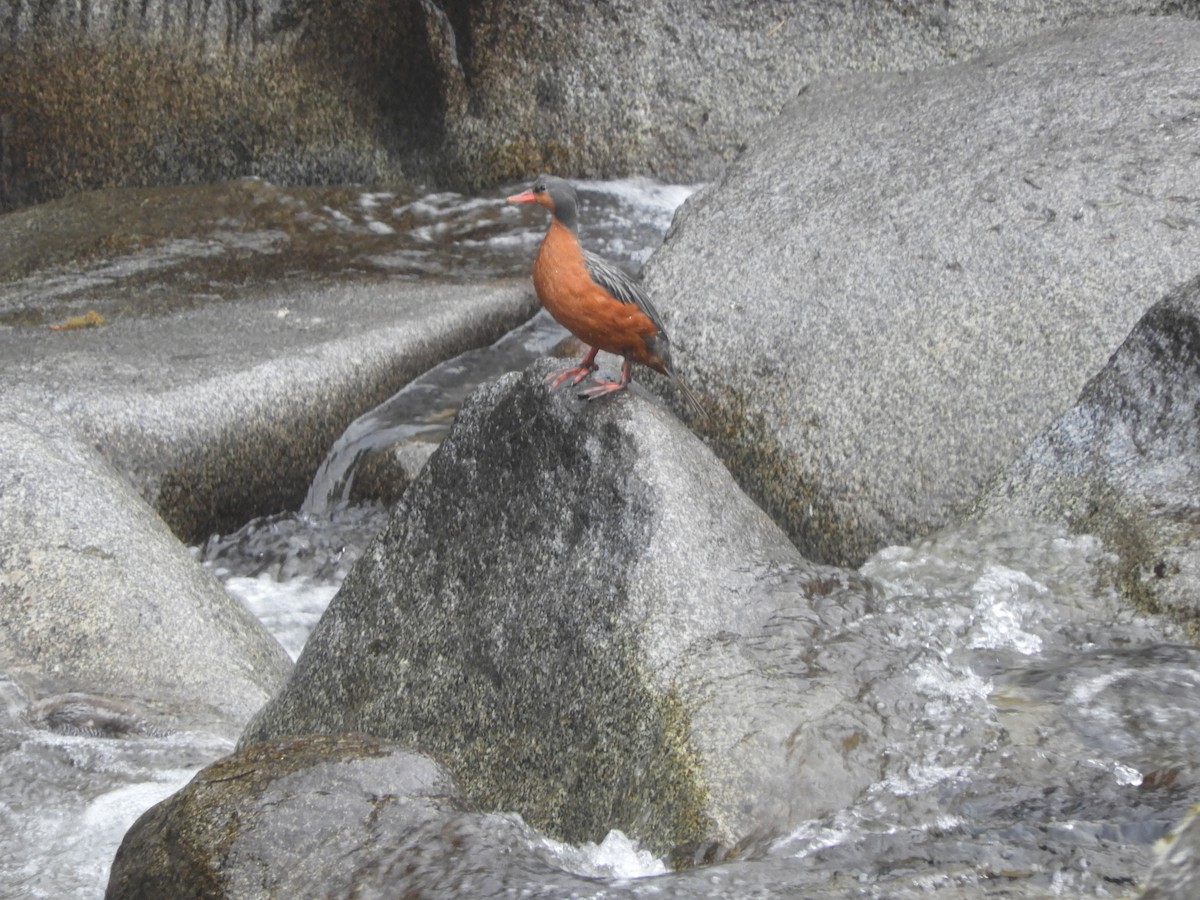 Torrent Duck - ML642473915