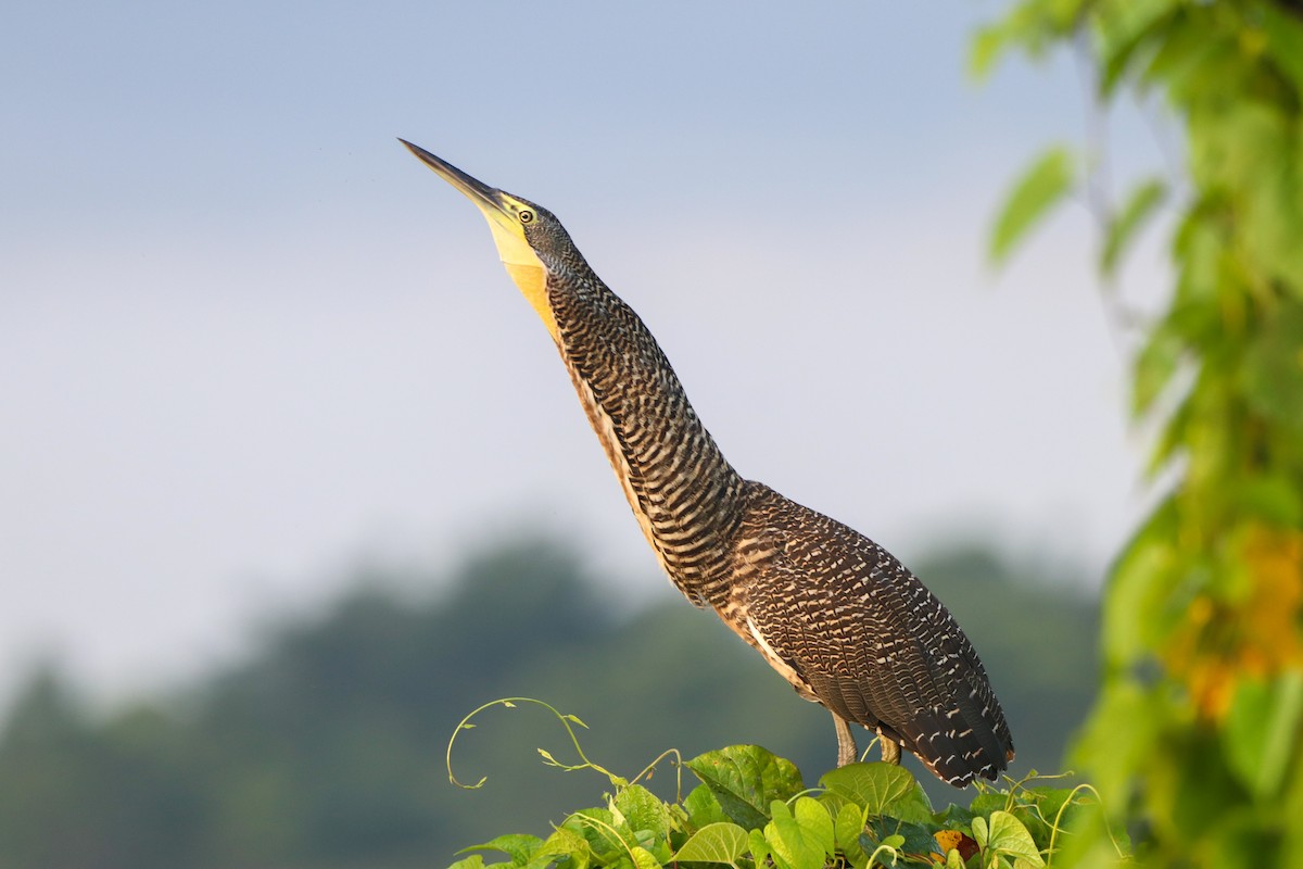 Bare-throated Tiger-Heron - ML642473935