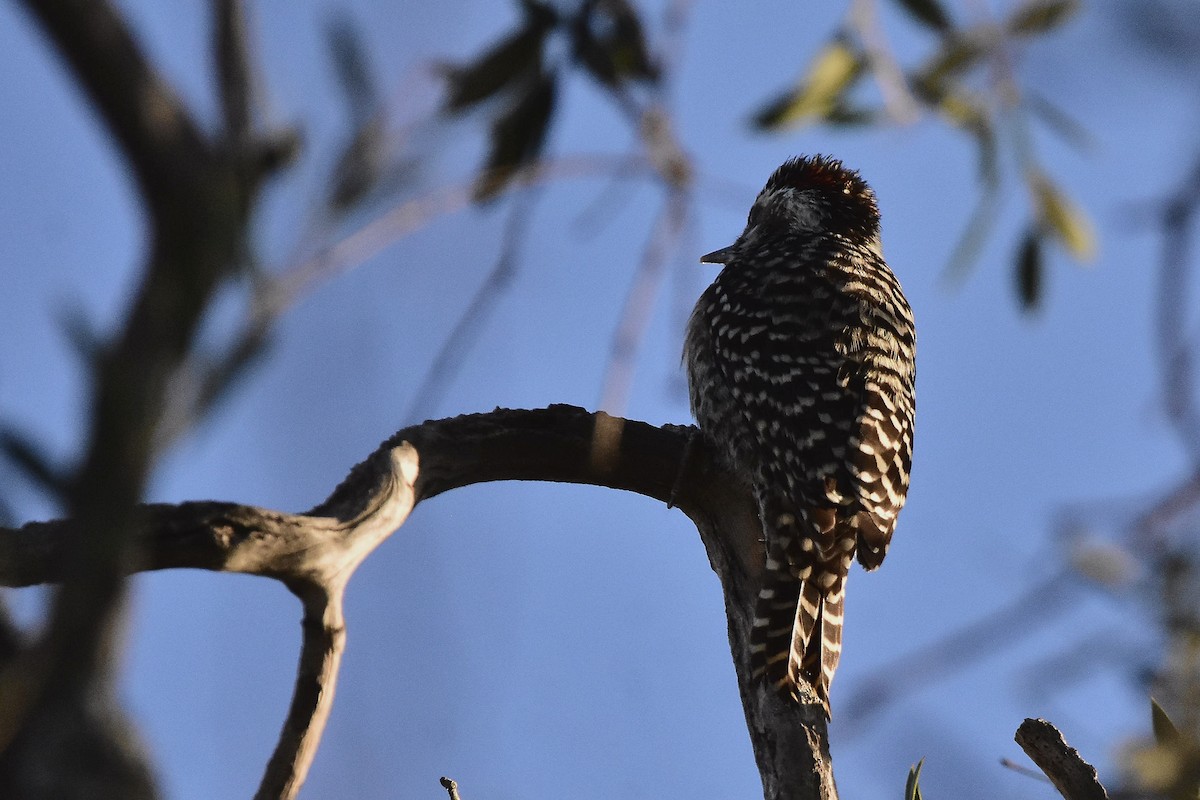 Checkered Woodpecker - ML642473946