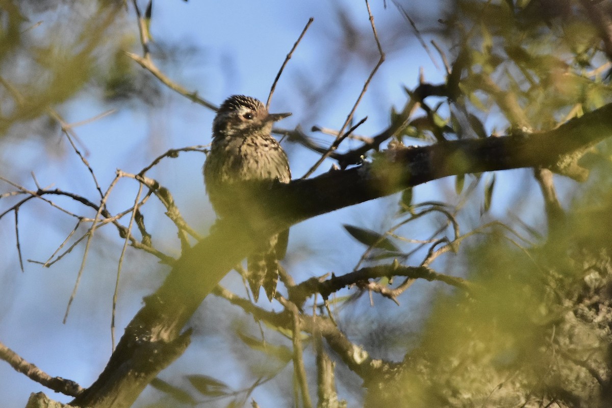 Checkered Woodpecker - ML642473947