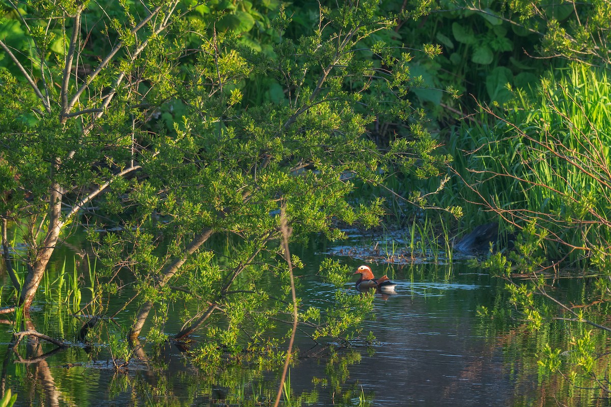 Mandarin Duck - ML642473953