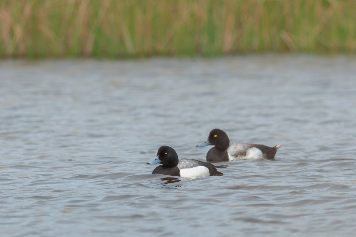 Greater Scaup - ML642473955