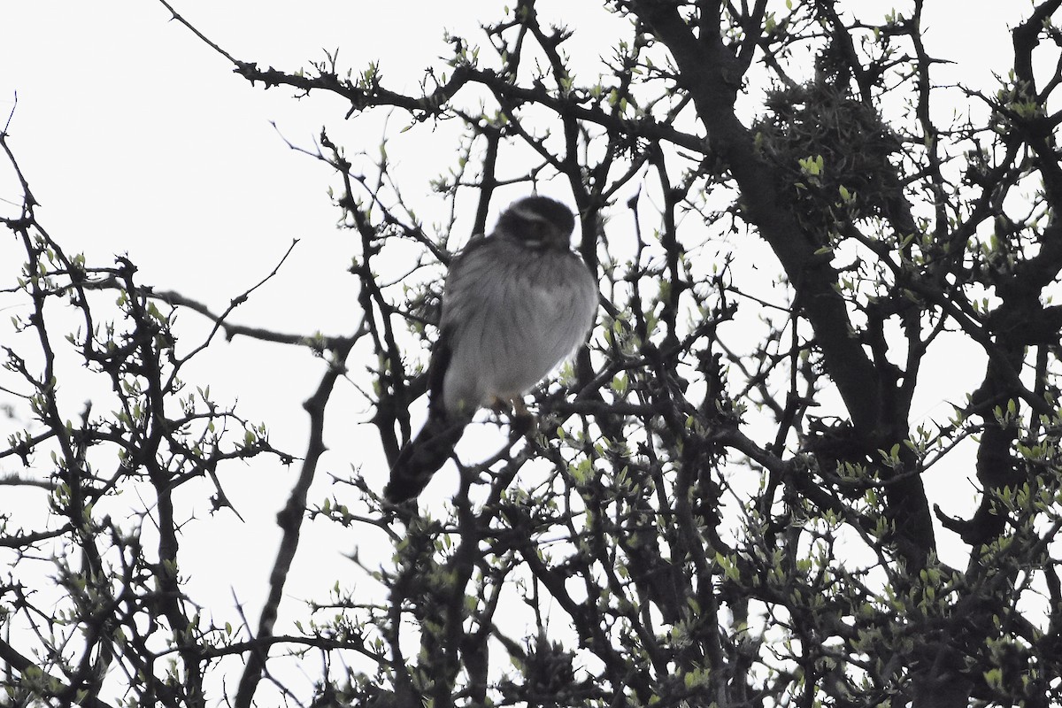 Spot-winged Falconet - ML642473972