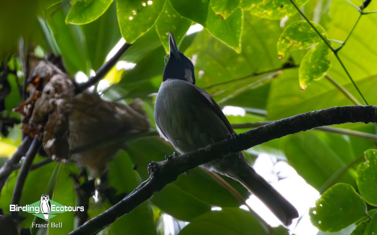 Black-throated Shrikebill - ML642473979