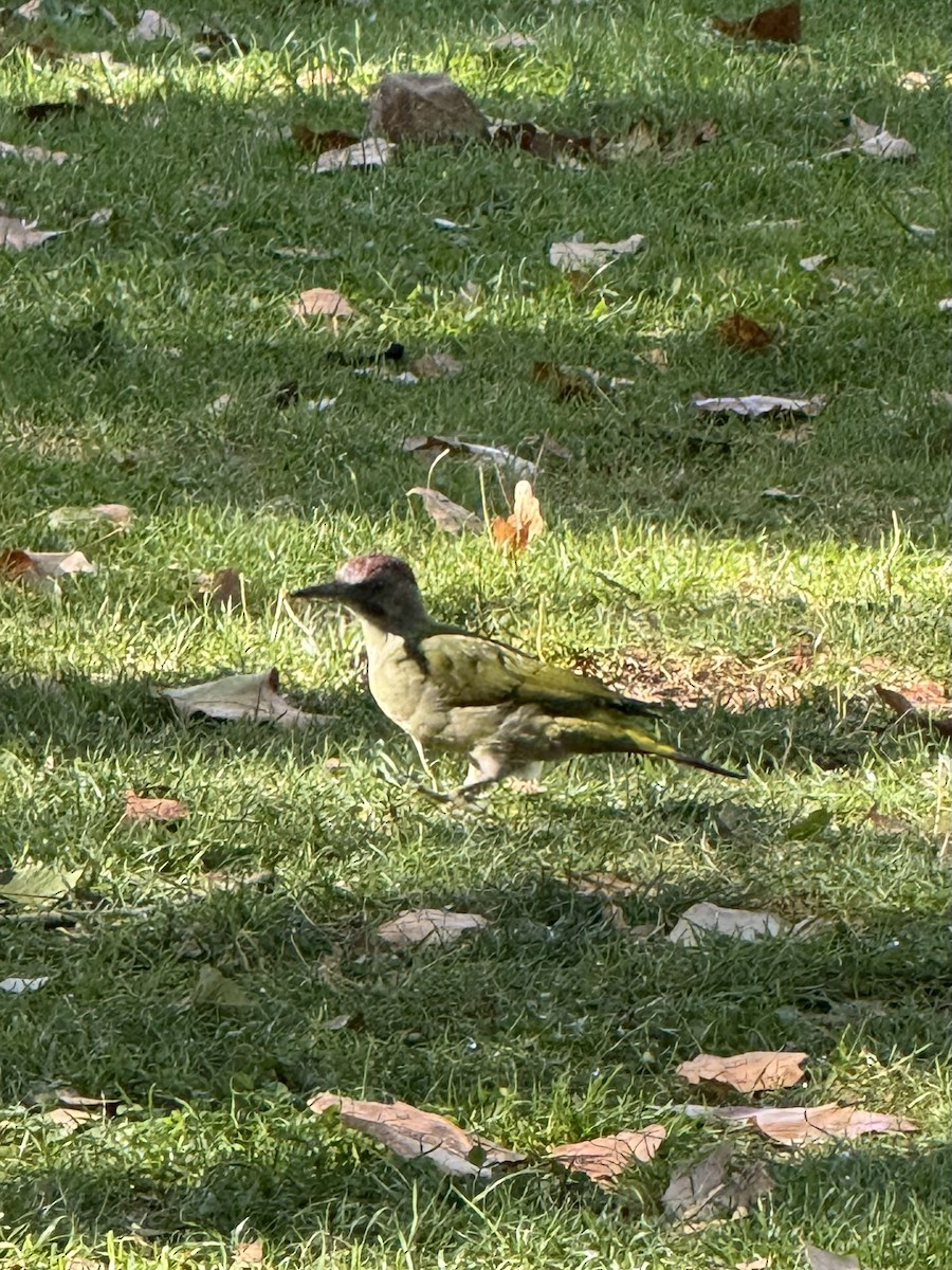 Iberian Green Woodpecker - ML642473987